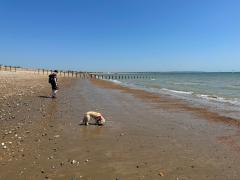 Low tide at the beach at Pevensey Bay - a welcome relief from walking on the shingle!